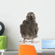 Snowy Owl Chick Bubo Wall Decal