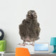 Snowy Owl Chick Bubo Wall Decal