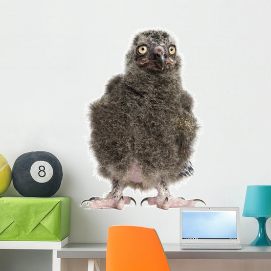 Snowy Owl Chick Bubo Wall Decal