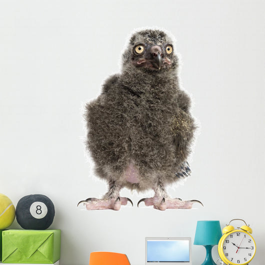 Snowy Owl Chick Bubo Wall Decal