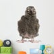 Snowy Owl Chick Bubo Wall Decal