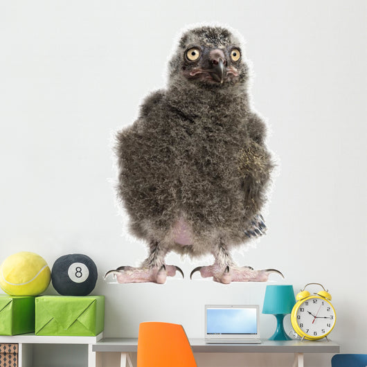 Snowy Owl Chick Bubo Wall Decal