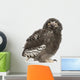 Snowy Owl Chick Bubo Wall Decal