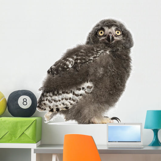 Snowy Owl Chick Bubo Wall Decal