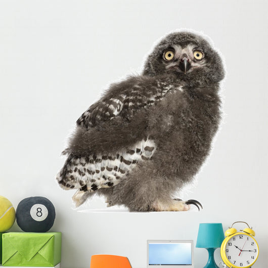 Snowy Owl Chick Bubo Wall Decal