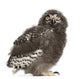 Snowy Owl Chick Bubo Wall Decal