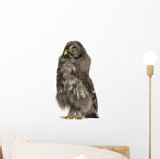 Great Grey Owl or Wall Decal