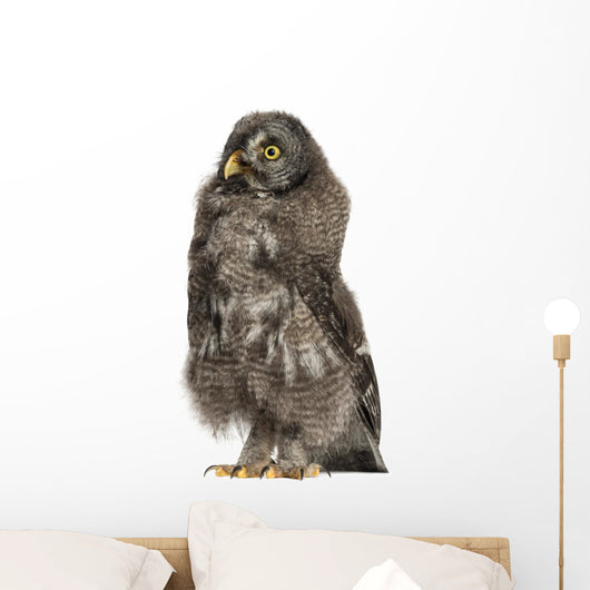 Great Grey Owl or Wall Decal