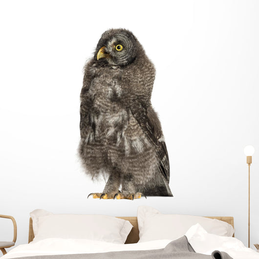 Great Grey Owl or Wall Decal