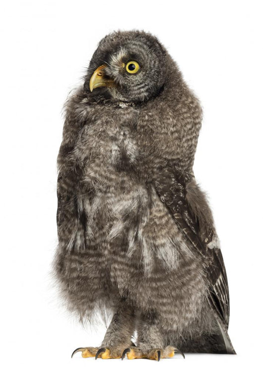 Great Grey Owl or Wall Decal