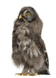 Great Grey Owl or Wall Decal