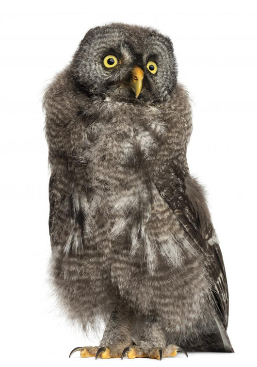 Great Grey Owl or Wall Decal
