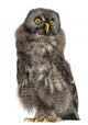 Great Grey Owl or Wall Decal