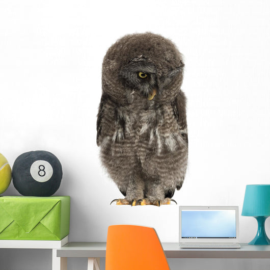 Great Grey Owl or Wall Decal