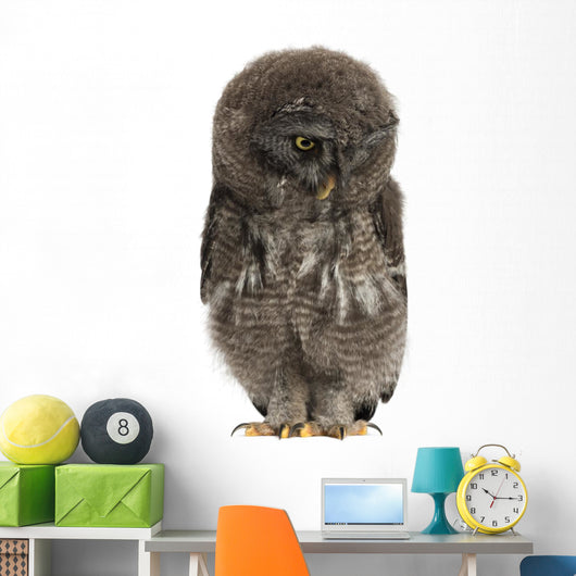 Great Grey Owl or Wall Decal