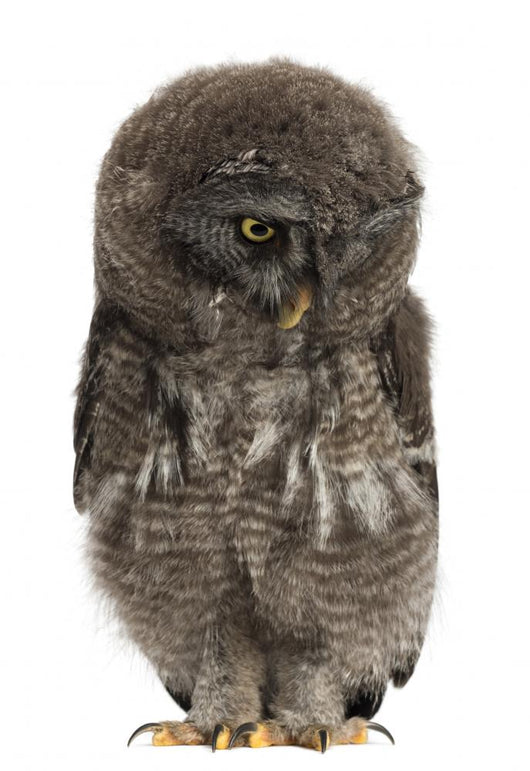 Great Grey Owl or Wall Decal