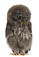 Great Grey Owl or Wall Decal