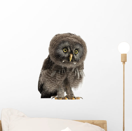 Great Grey Owl Wall Decal