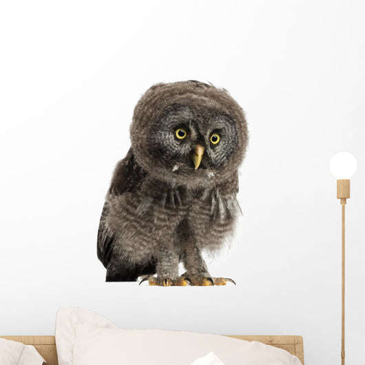 Great Grey Owl Wall Decal