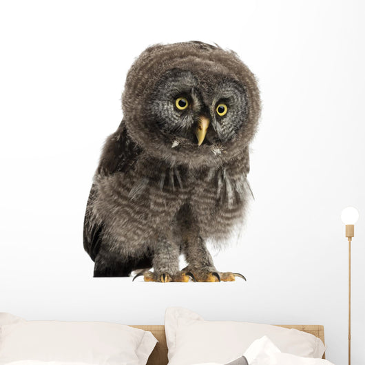 Great Grey Owl Wall Decal