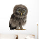 Great Grey Owl Wall Decal