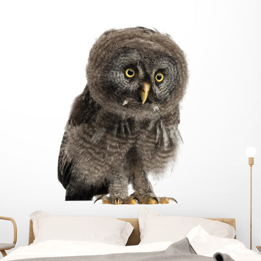 Great Grey Owl Wall Decal