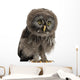 Great Grey Owl Wall Decal
