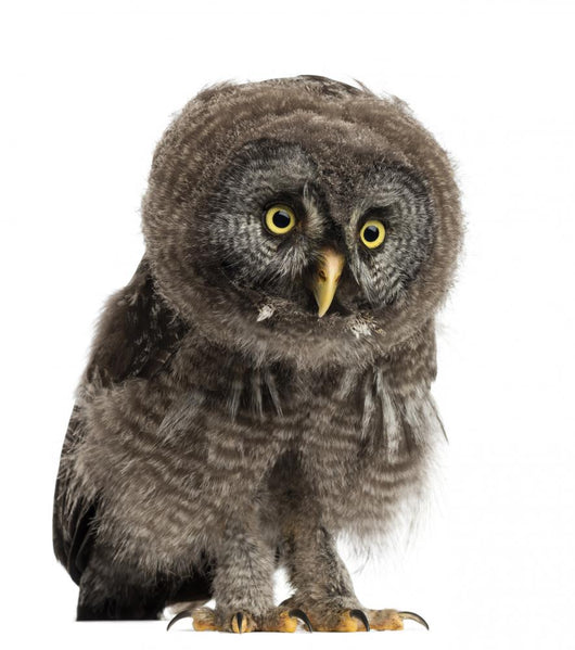 Great Grey Owl Wall Decal