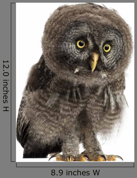 Great Grey Owl Wall Decal