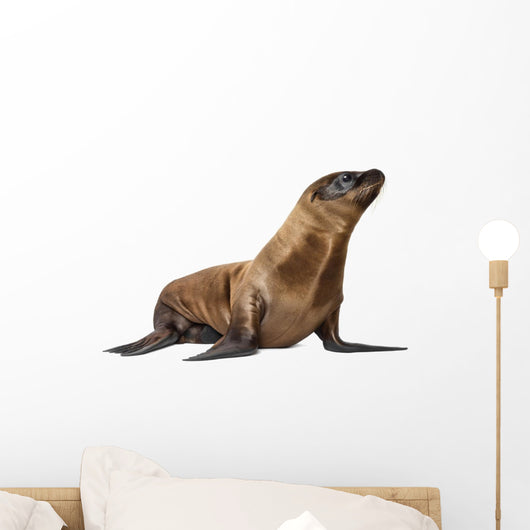 Young California Sea Lion, Zalophus californianus Wall Decal