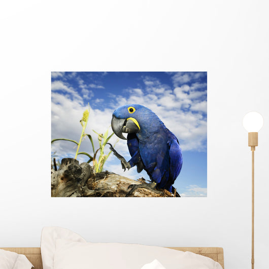 Hyacinth Macaw Wall Mural