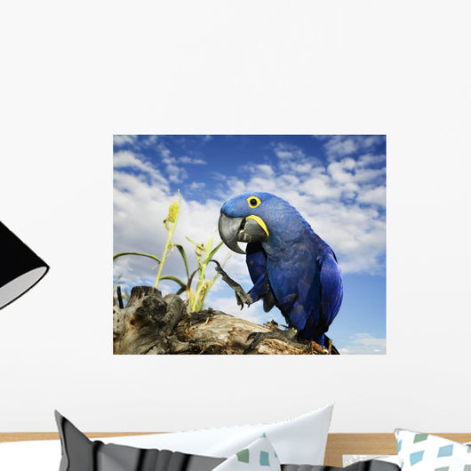 Hyacinth Macaw Wall Decal