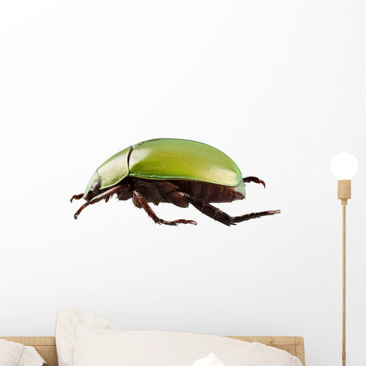 Green Beetle Species Anomala Wall Decal