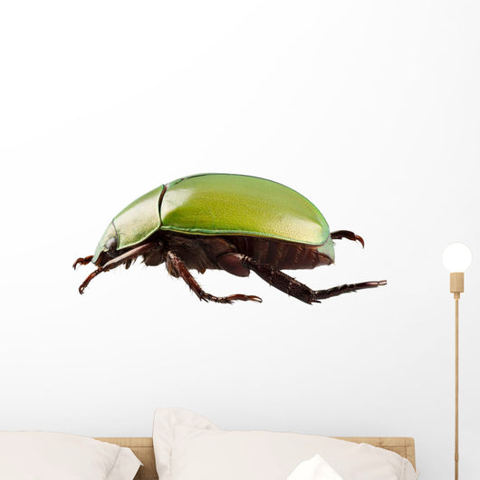 Green Beetle Species Anomala Wall Decal