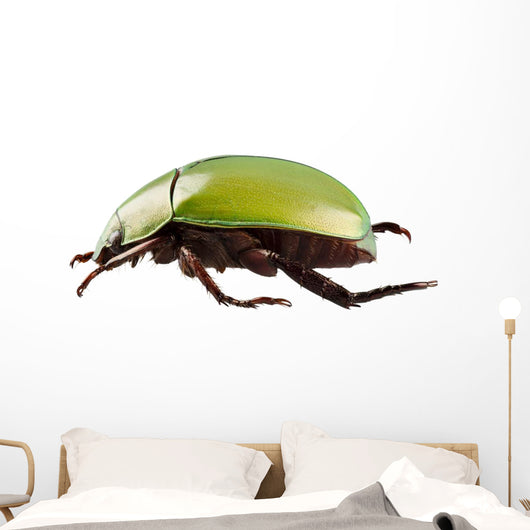 Green Beetle Species Anomala Wall Decal