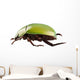 Green Beetle Species Anomala Wall Decal