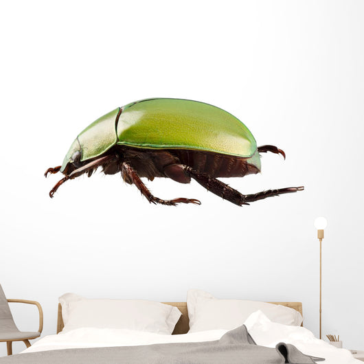 Green Beetle Species Anomala Wall Decal