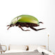 Green Beetle Species Anomala Wall Decal
