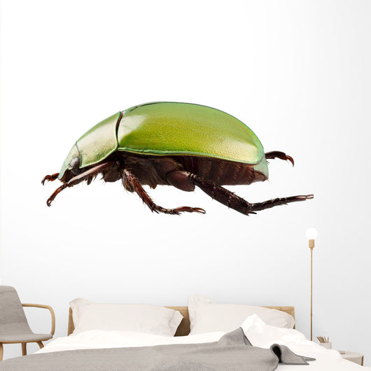 Green Beetle Species Anomala Wall Decal