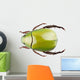 Green Beetle Species Anomala Wall Decal