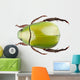 Green Beetle Species Anomala Wall Decal