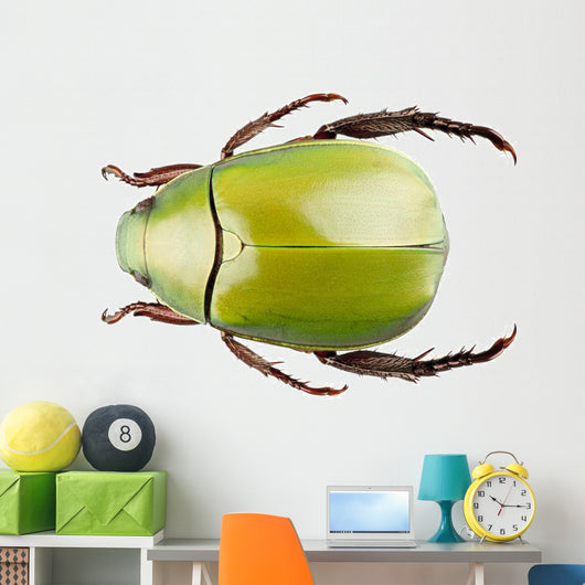 Green Beetle Species Anomala Wall Decal