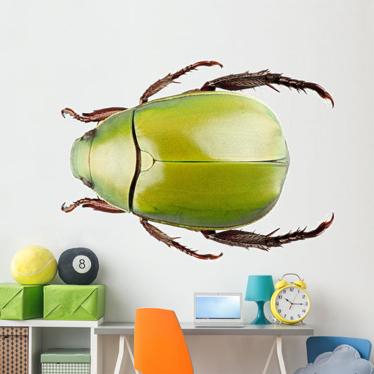 Green Beetle Species Anomala Wall Decal