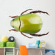 Green Beetle Species Anomala Wall Decal