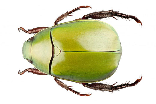 Green Beetle Species Anomala Wall Decal