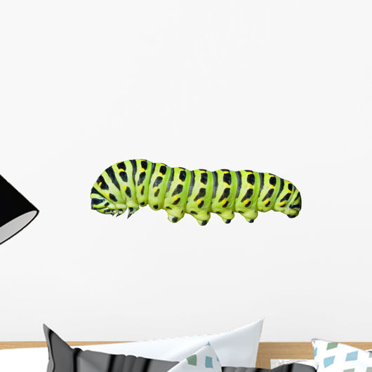 Aterpillar Swallowtail 6