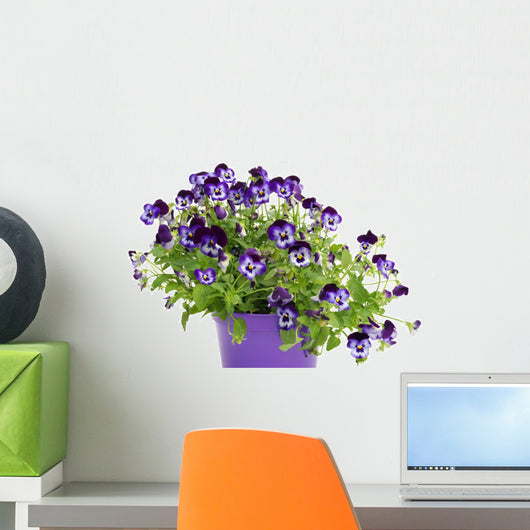 Violet Pansies Pot