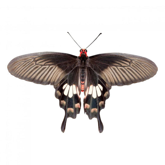 Parides Adamsoni Butterfly Wall Decal