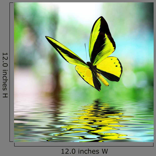 Butterfly 15