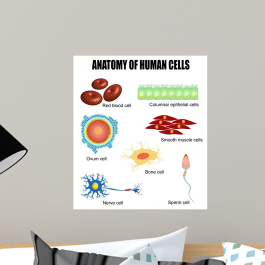 Anatomy Human Cells